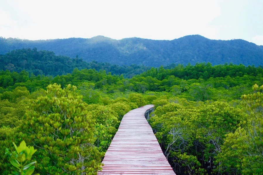 Mangrove boardwalk winding through coastal forest